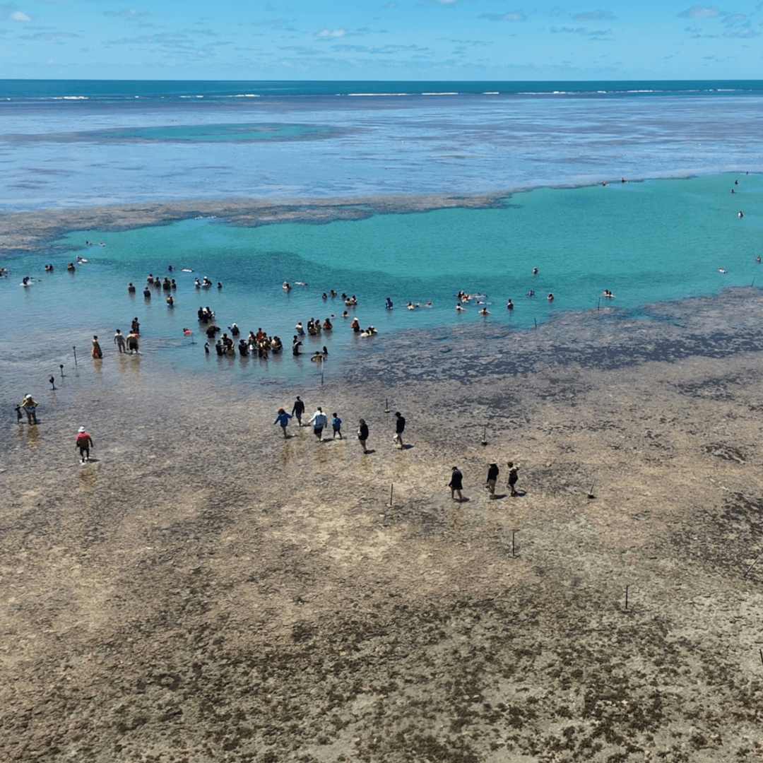 recifes-sandbar-turistas-parque-marinho-recife-de-fora.png